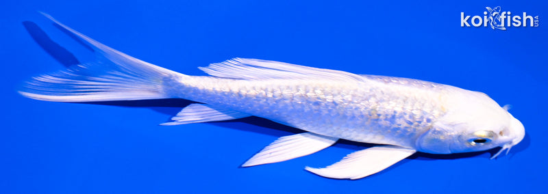 5.5" PLATINUM OGON BUTTERFLY