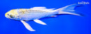7.75" KUJAKU BUTTERFLY