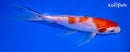 7.75" GINRIN KOHAKU BUTTERFLY