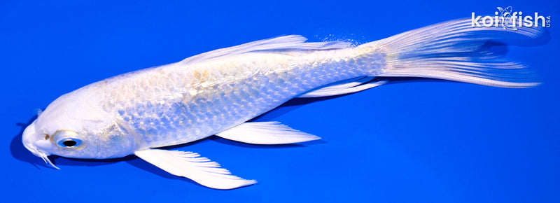 5.5" PLATINUM OGON BUTTERFLY