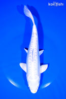 8.75" DOITSU LEMON HARIWAKE
