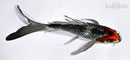 5.5" GINRIN SHOWA BUTTERFLY