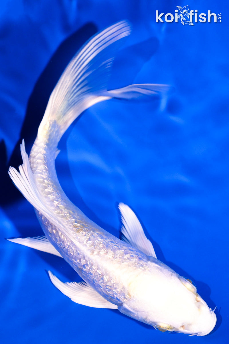 5.5" PLATINUM OGON BUTTERFLY