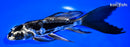 8.25" KIKOKURYU BUTTERFLY