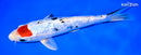 8.5" GINRIN TANCHO SANKE