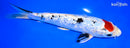 8.5" GINRIN TANCHO SANKE