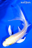5.5" GINRIN HARIWAKE BUTTERFLY