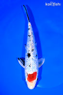 8.5" GINRIN TANCHO SANKE