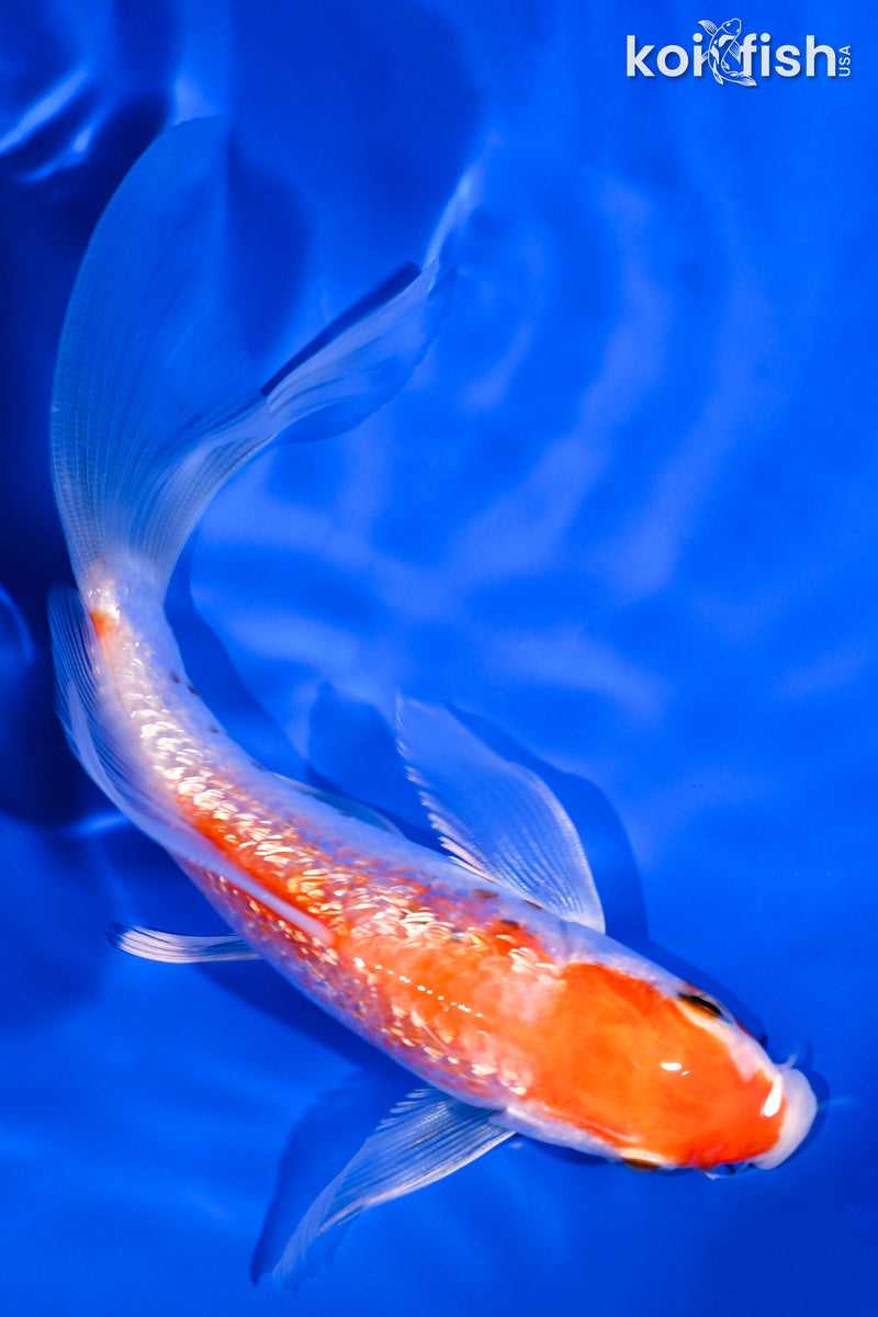 5.5" GINRIN HARIWAKE BUTTERFLY