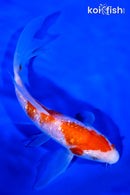 7.75" GINRIN KOHAKU BUTTERFLY