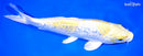 9.5" GINRINLEMON HARIWAKE