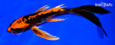 8.5" DOITSU ORENJI MATSUBA BUTTERFLY