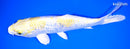 9.5" GINRINLEMON HARIWAKE