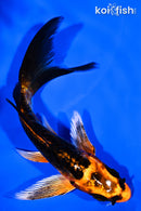 5.5" BENI KIKOKURYU BUTTERFLY