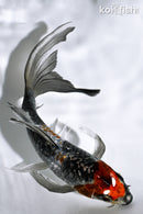 5.5" GINRIN SHOWA BUTTERFLY