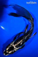 8.25" KIKOKURYU BUTTERFLY