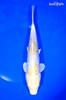 9.5" GINRINLEMON HARIWAKE