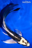 5.75" ARAGOKE KIKOKURYU BUTTERFLY