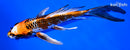 8" BENI GINGA BUTTERFLY