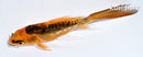 5" ARAGOKE ORENJI MATSUBA BUTTERFLY