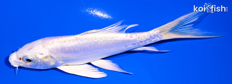 5.25" DOITSU PLATINUM OGON BUTTERFLY