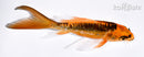 5" ARAGOKE ORENJI MATSUBA BUTTERFLY