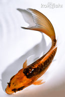 5" ARAGOKE ORENJI MATSUBA BUTTERFLY