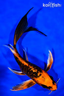 8.5" DOITSU ORENJI MATSUBA BUTTERFLY