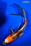 8" BENI GINGA BUTTERFLY