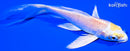 5" LEMON HARIWAKE BUTTERFLY