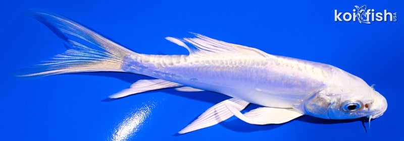 5.25" DOITSU PLATINUM OGON BUTTERFLY