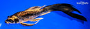 8.5" KIN KIKOKURYU BUTTERFLY