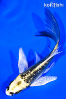 5" GINRIN KI MATSUBA BUTTERFLY