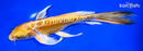 8.25" DOITSU YAMABUKI OGON BUTTERFLY