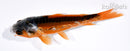 4.5" SHUSUI