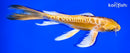 8.25" DOITSU YAMABUKI OGON BUTTERFLY