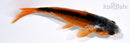 4.5" SHUSUI