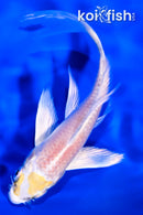 5" LEMON HARIWAKE BUTTERFLY
