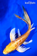 8.25" DOITSU YAMABUKI OGON BUTTERFLY