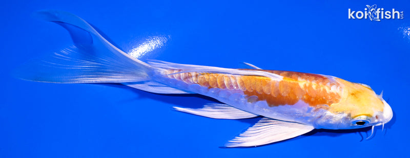 5.75" ARAGOKE HARIWAKE BUTTERFLY