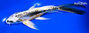 8.25" KIN KIKOKURYU BUTTERFLY