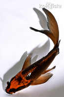 5" ORENJI MATSUBA BUTTERFLY