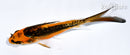 5" ARAGOKE ORENJI MATSUBA BUTTERFLY