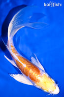 5.75" ARAGOKE HARIWAKE BUTTERFLY