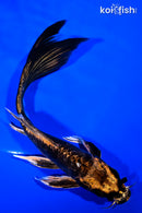 8.5" KIN KIKOKURYU BUTTERFLY