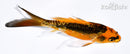 5" ARAGOKE ORENJI MATSUBA BUTTERFLY