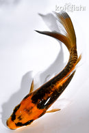 5" ARAGOKE ORENJI MATSUBA BUTTERFLY