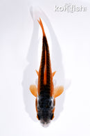 4.5" SHUSUI