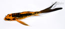 4.75" BENI KIKOKURYU BUTTERFLY