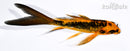 4.75" BENI KIKOKURYU BUTTERFLY
